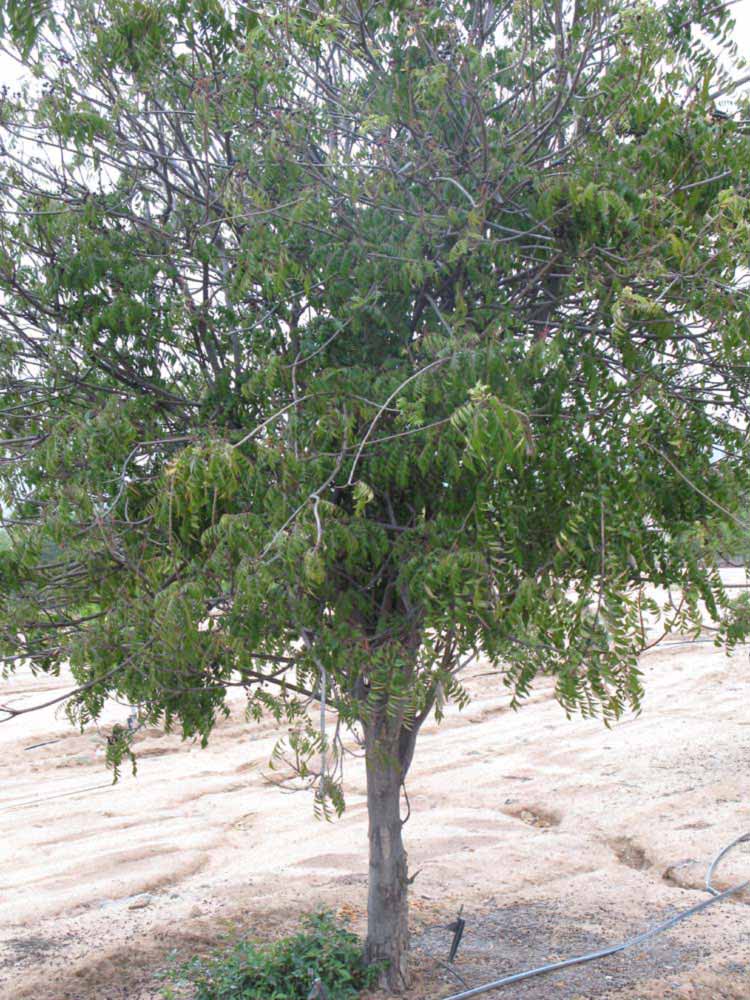            Habit (Riverside, CA)   